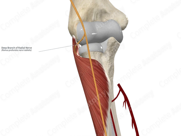 Deep Branch of Radial Nerve