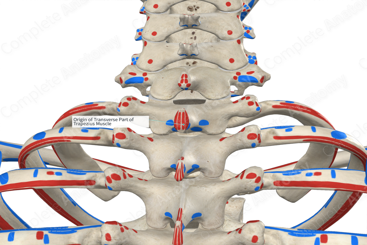 Origin of Transverse Part of Trapezius Muscle