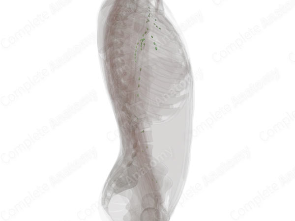 Lymph Nodes of Upper Limb (Left)