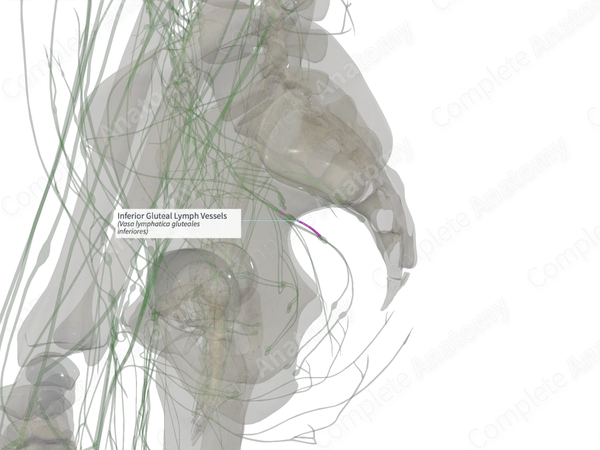 Inferior Gluteal Lymph Vessels (Right)