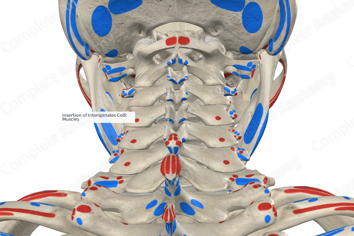 Insertion of Interspinales Colli Muscles