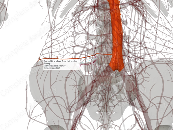 Dorsal Branch of Fourth Lumbar Artery (Left)