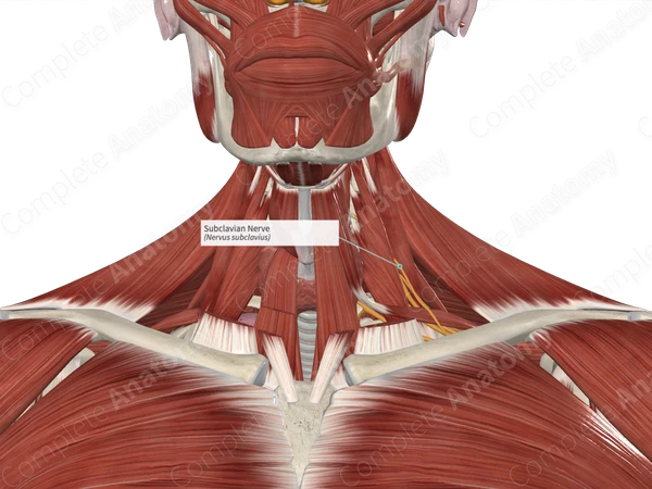 Subclavian Nerve
