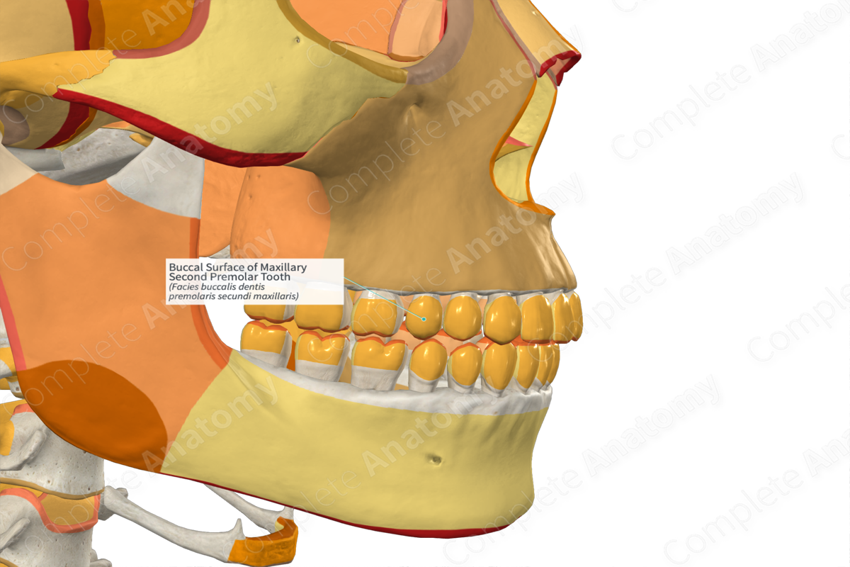 Buccal Surface of Maxillary Second Premolar Tooth