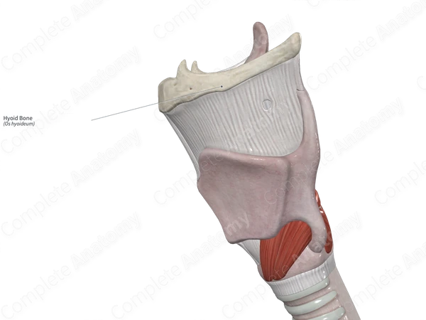 Hyoid Bone