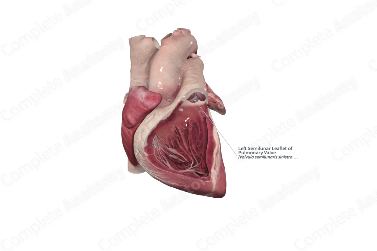 Left Semilunar Leaflet of Pulmonary Valve