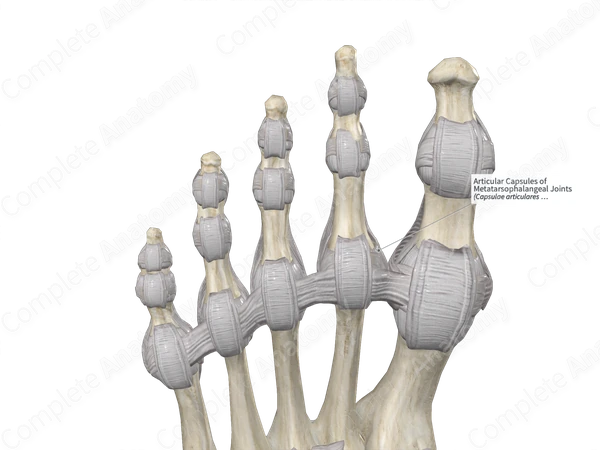 Articular Capsules of Metatarsophalangeal Joints