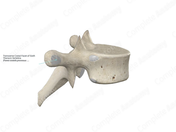 Transverse Costal Facet of Sixth Thoracic Vertebra 