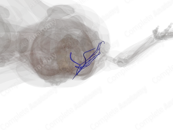 Veins of Gluteal Region (Left)