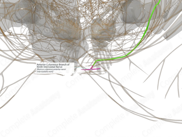 Anterior Cutaneous Branch of Ninth Intercostal Nerve (Right)