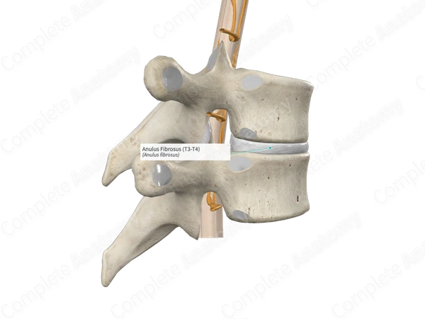 Anulus Fibrosus (T3-T4)