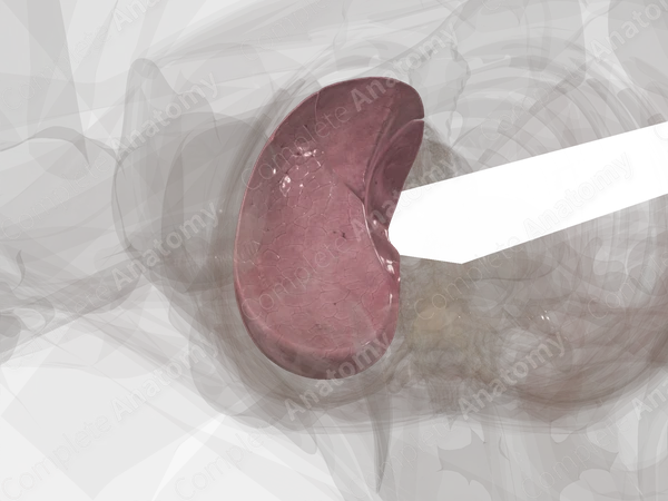Right Lung