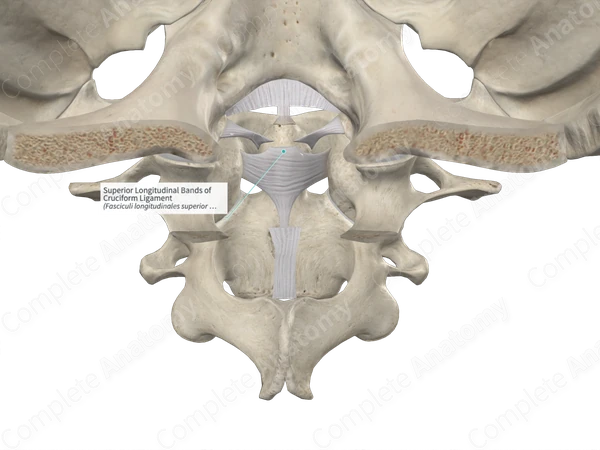 Superior Longitudinal Bands of Cruciform Ligament