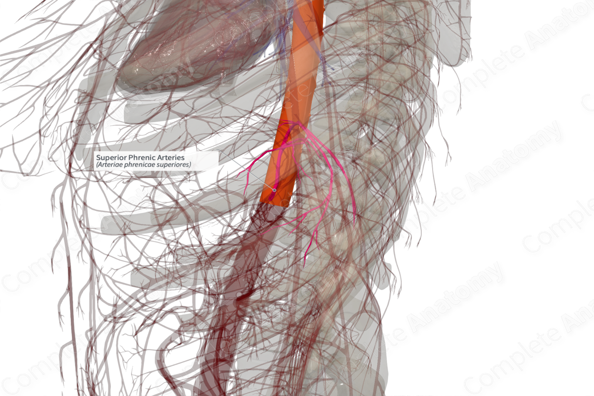 Superior Phrenic Arteries (Right)
