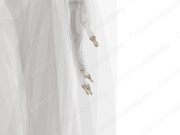 Distal Phalanges of Hand (Left)