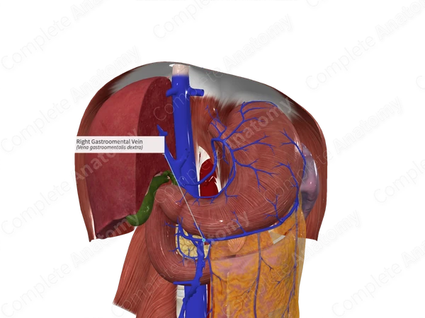 Right Gastroomental Vein