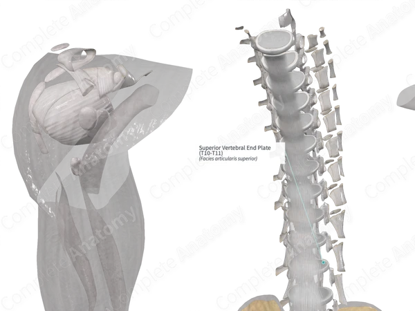 Superior Vertebral End Plate (T10-T11)