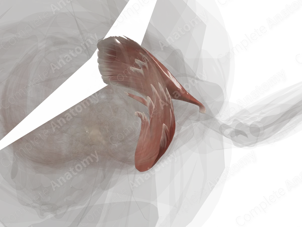 Muscles of Pectoral Region (Left)