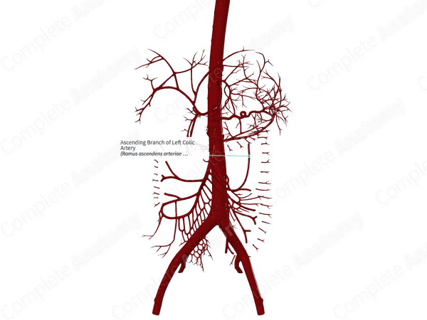 Ascending Branch of Left Colic Artery