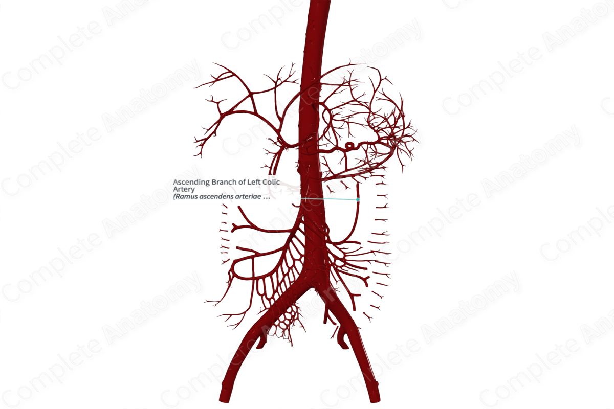 Ascending Branch of Left Colic Artery