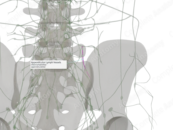 Appendicular Lymph Vessels