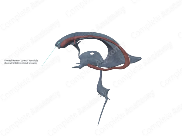 Frontal Horn of Lateral Ventricle