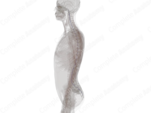 Anterior Internal Vertebral Venous Plexus