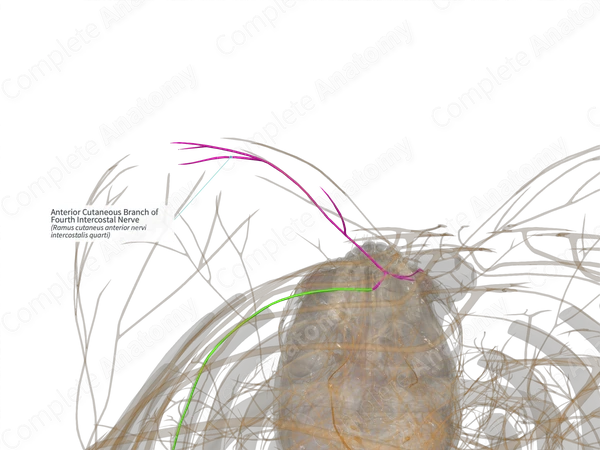 Anterior Cutaneous Branch of Fourth Intercostal Nerve (Left) | Complete ...