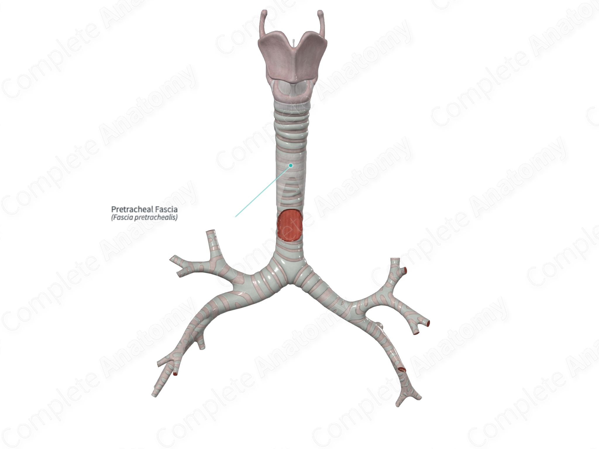 Pretracheal Fascia | Complete Anatomy