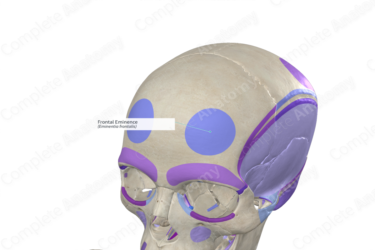 Frontal Eminence (Right) Complete Anatomy