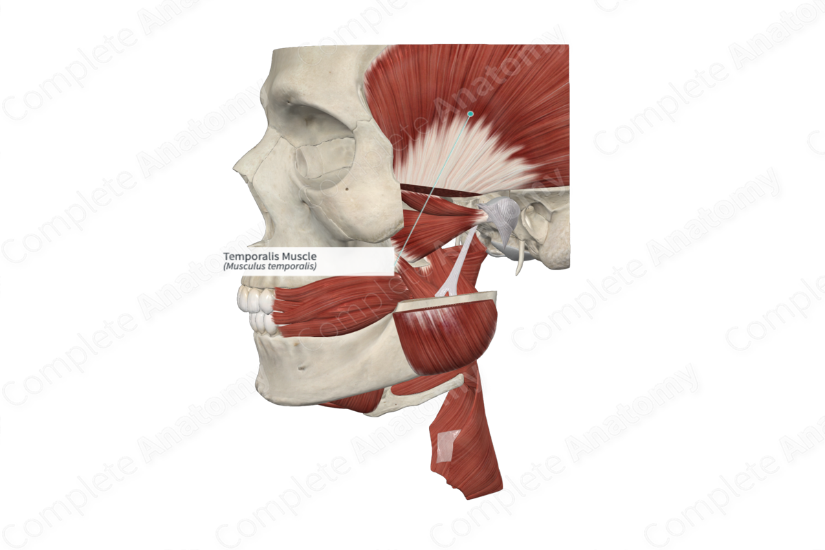 Temporalis Muscle 