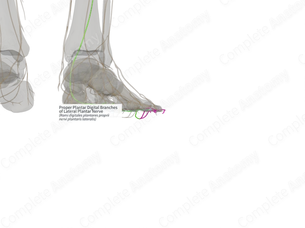 Proper Plantar Digital Branches of Lateral Plantar Nerve (Right)