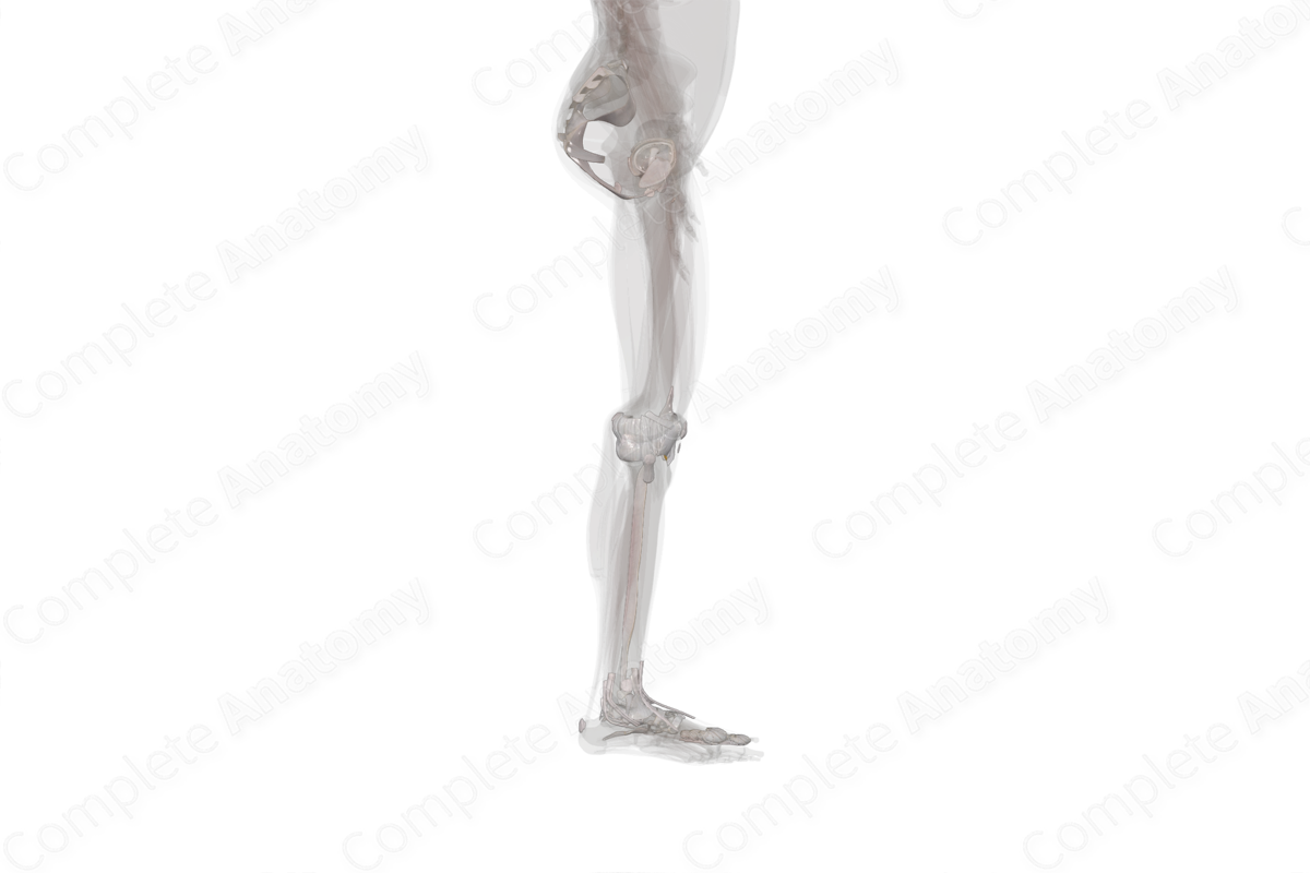 Connective Tissue of Lower Limb (Left)