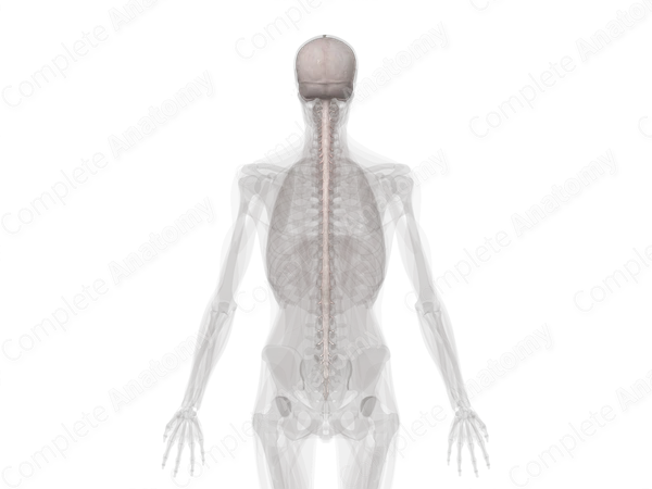 Meninges