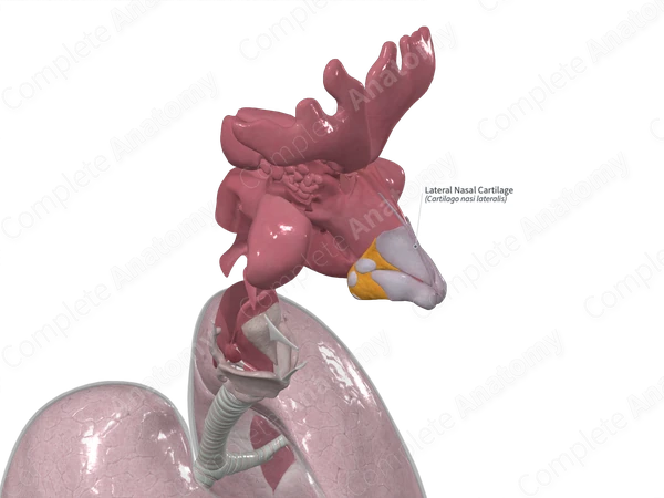 Lateral Nasal Cartilage