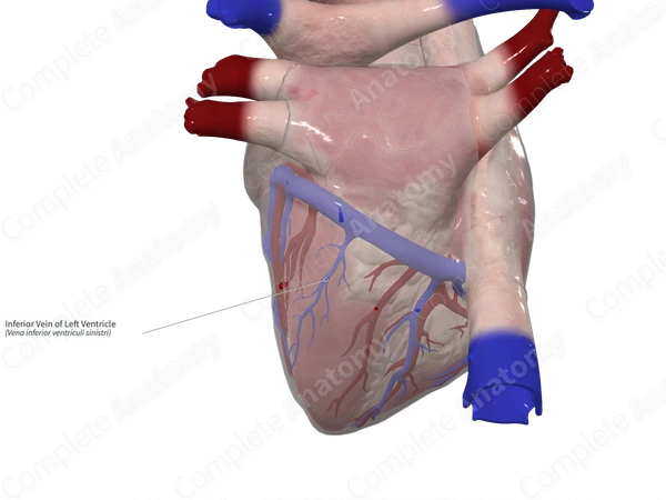 Inferior Vein of Left Ventricle