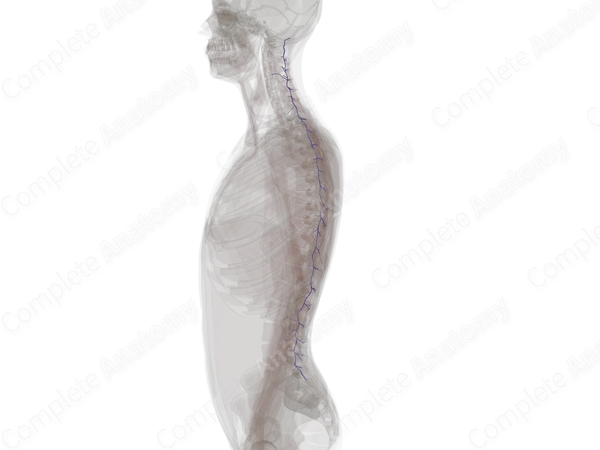 Posterior External Vertebral Venous Plexus
