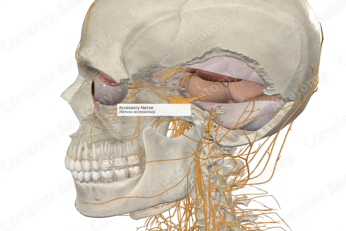 Accessory Nerve