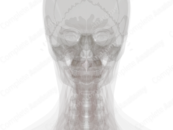 Cruciform Ligament