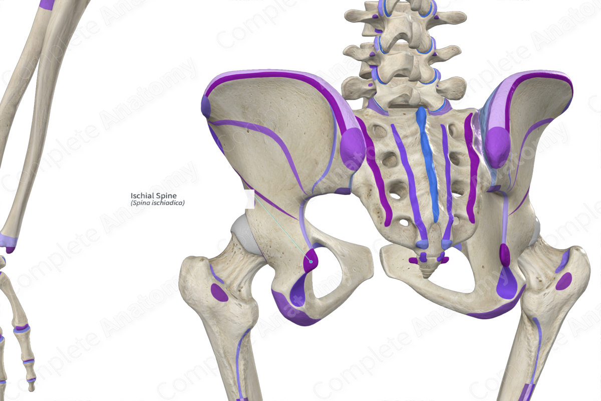 Ischial Spine
