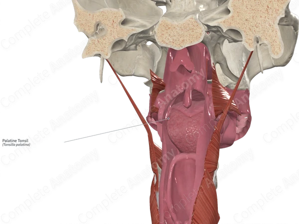Palatine Tonsil
