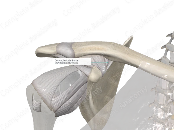 Coracoclavicular Bursa 