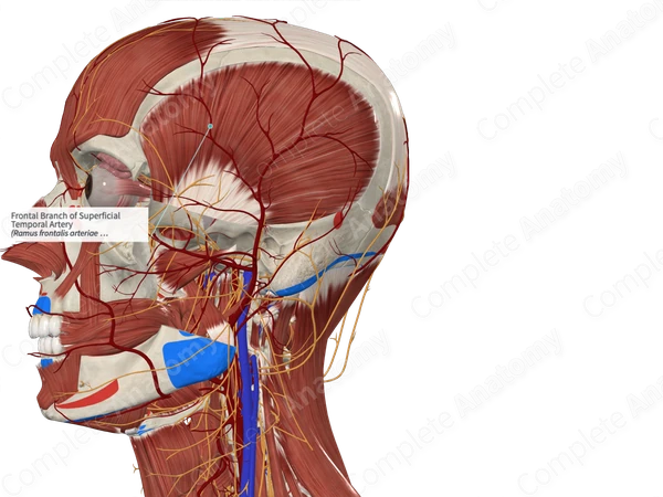 Frontal Branch of Superficial Temporal Artery