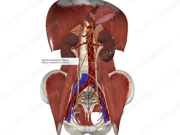 Inferior Mesenteric Plexus