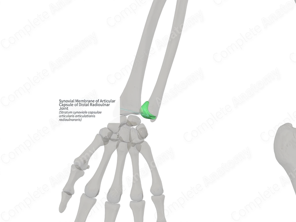 Synovial Membrane of Articular Capsule of Distal Radioulnar Joint (Left)