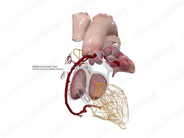 Middle Internodal Tract