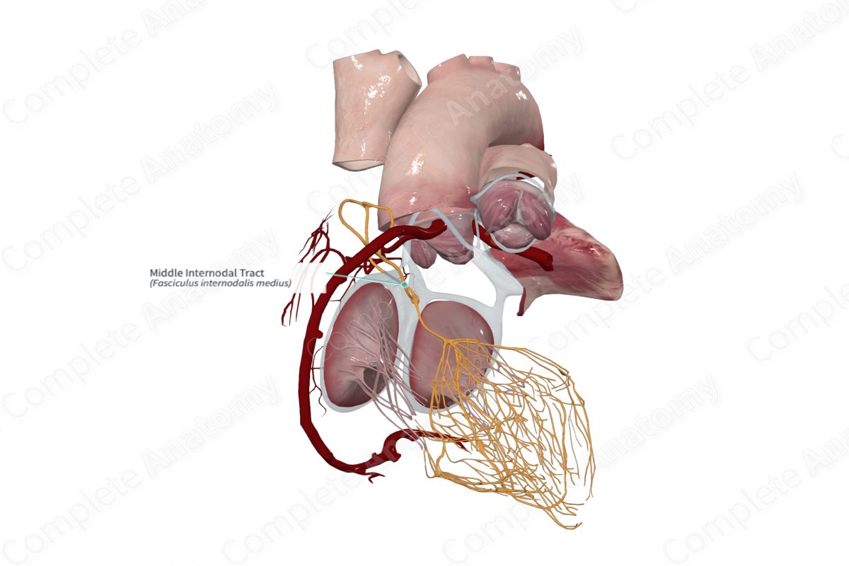 Middle Internodal Tract