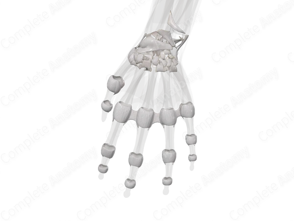 Joints of Hand (Left)