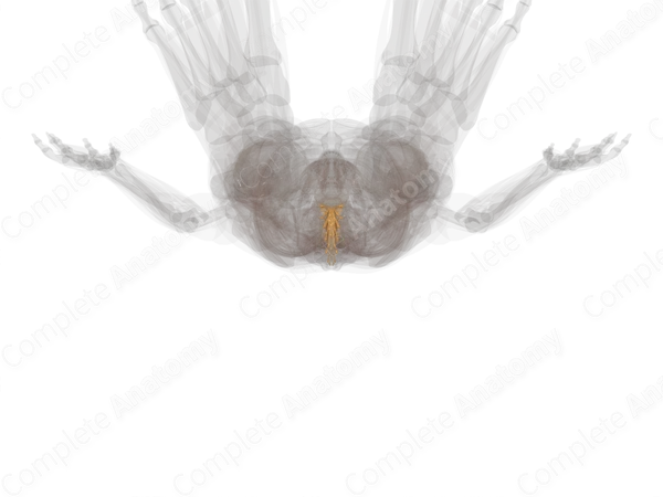 Spinal Roots & Ganglia