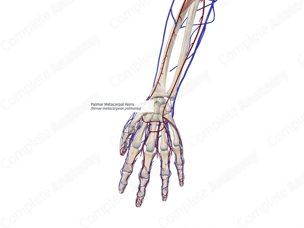 Palmar Metacarpal Veins